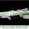 erebia medusa daghestan larva l1 1